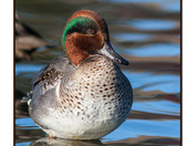 Green-Winged Teal