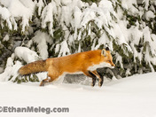 Red Fox bounding through fresh snow