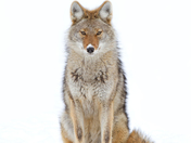 Coyote