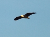  soaring eagle