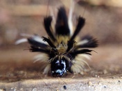 Hairy caterpillar