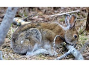 Spring Hare 