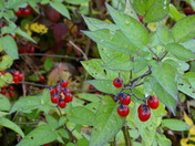 Ripe Berries