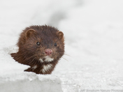 Bow River Mink