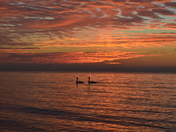 Swans at Sunrise