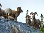 Bighorn Ram