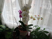 Christmas Orchid