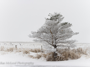 Frost and Fog by the pond