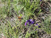 Bee and flower