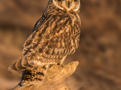 Short-eared Owl