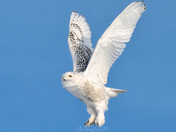 Snowy Owl