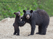 Bear Hug from Momma Bear