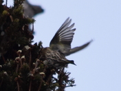Bird in pine woods