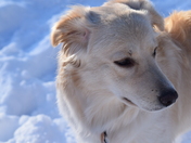 Winter Dog