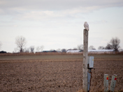 Snowy Owl