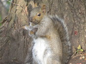 Rapper Squirrel