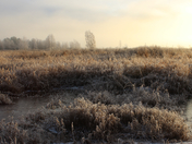 Winters Golden Embrace