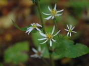 High Falls in Algonquin Park