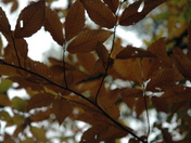 High Falls in Algonquin Park