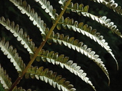 Petawawa Terrace Provincial Park