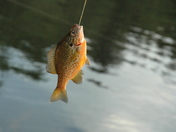 Wildlife come to life