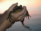 Wildlife come to life