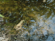 Wildlife come to life