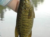 Wildlife come to life