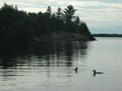 Wildlife come to life