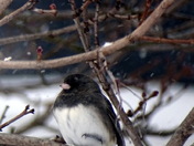 Junco