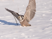 northern hawk owl