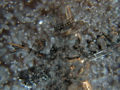 Macro-snowglobes