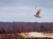 Snowy Owl takes flight