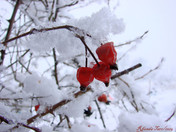 Winters Sleeping Rose