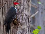 Pileated Woodpecker