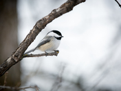 Chickadee