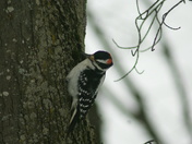 fine feathered friend