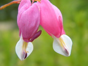 Bleeding hearts