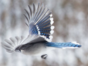 Blue Jay Flight.