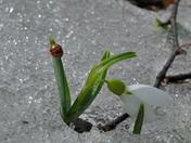 Ladybug on ice