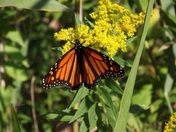 Dropping in for a quick slurp