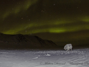 Wolf under the Aurora