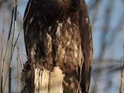 Here's Looking At You Kid