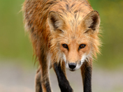 Red Fox