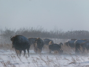 Prairie blizzard in Saskatchewan