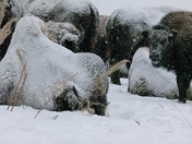 Snowy bison