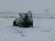 Snowy bison