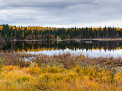 Beaver pond in Fall