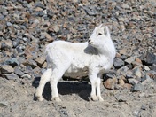 Kluane National Park