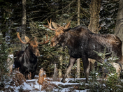 Algonquin Moose 